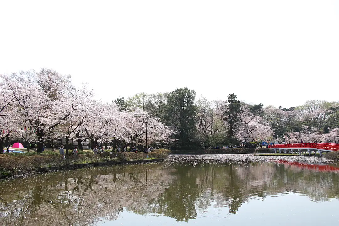 岩槻城址公園桜まつり1