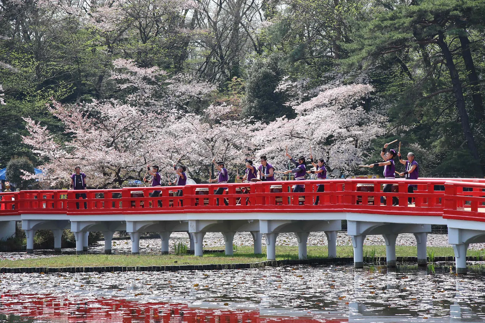 岩槻城址公園桜まつり2