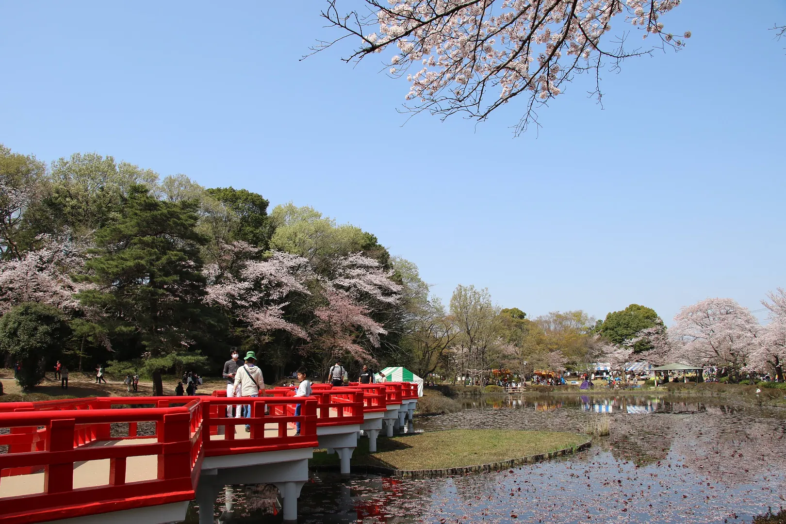 岩槻城址公園桜まつり3