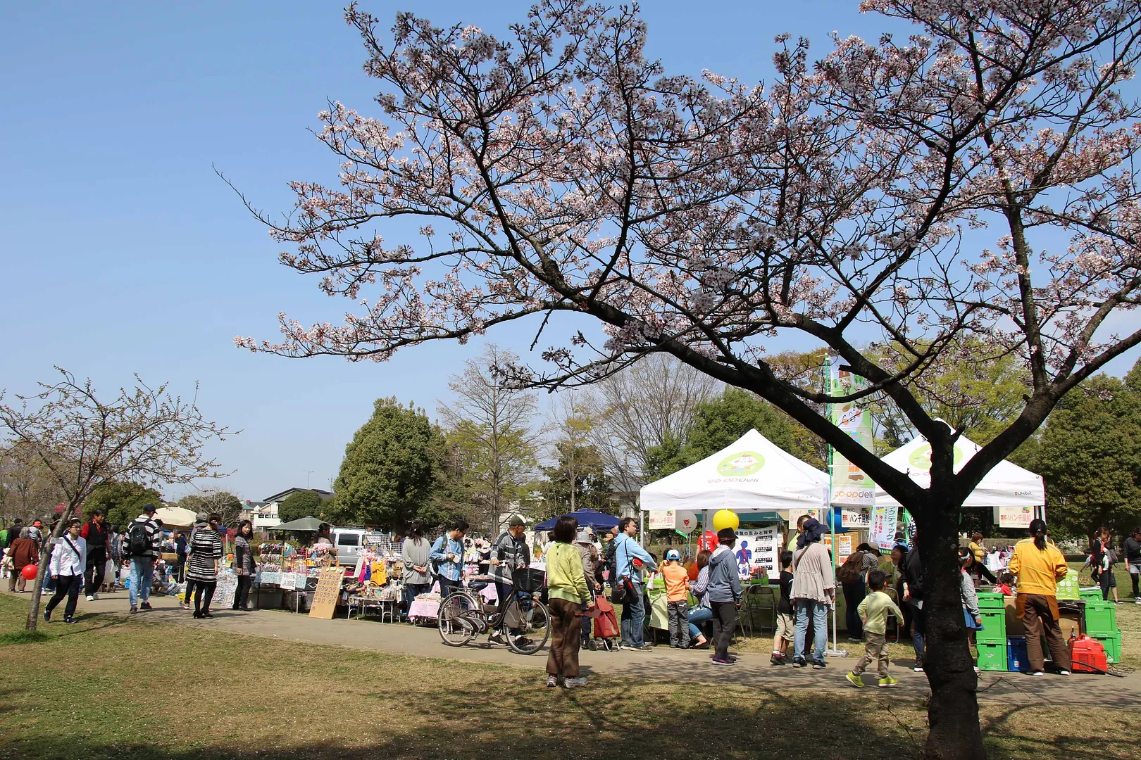 岩槻城址公園桜まつり4