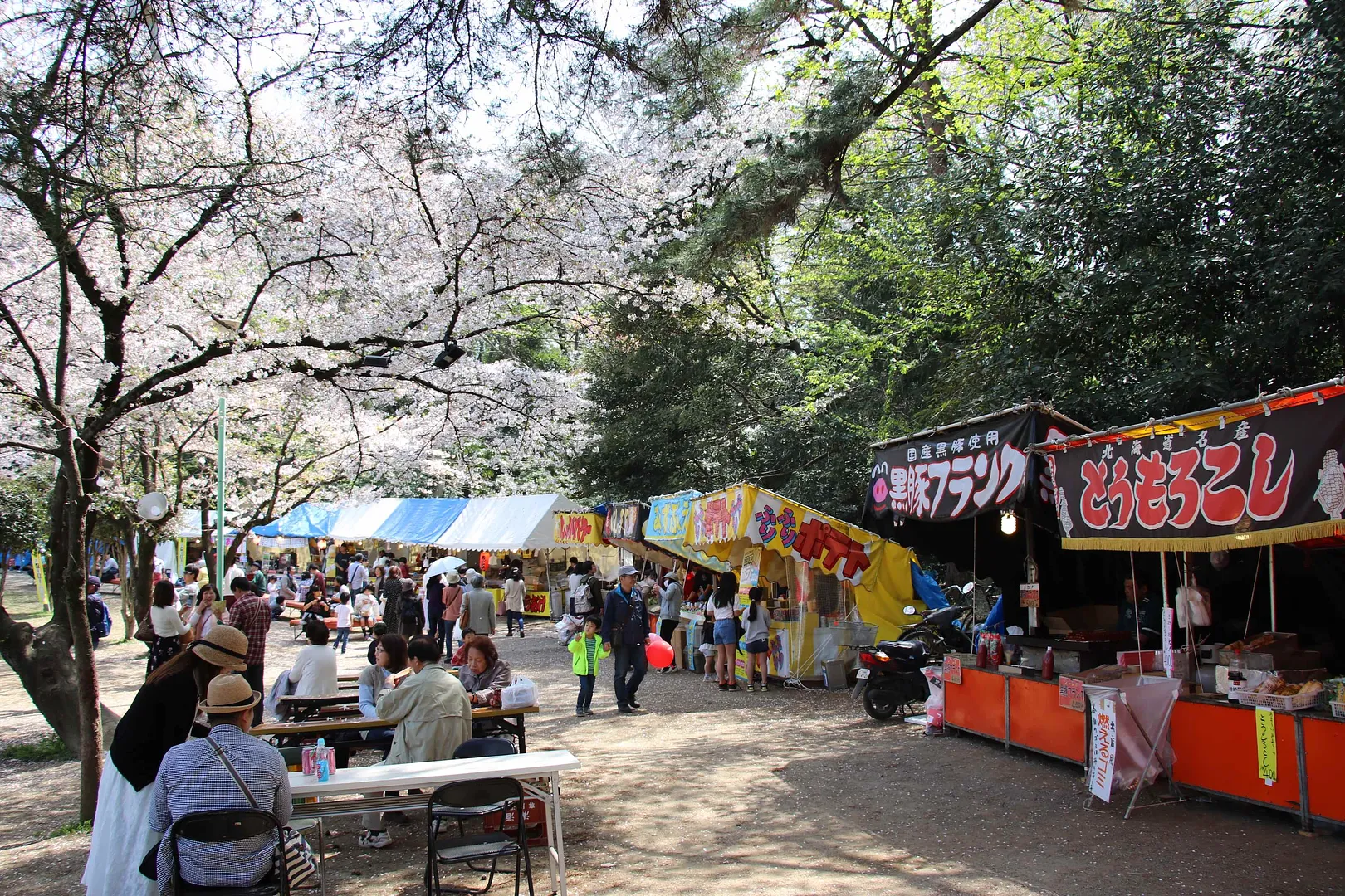 岩槻城址公園桜まつり5