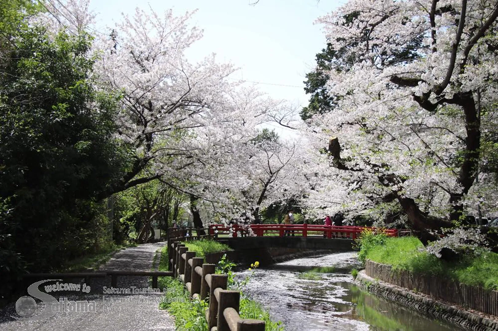 見沼田んぼ桜回廊