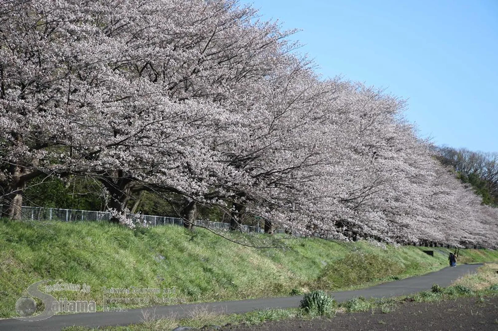 見沼田んぼ桜回廊