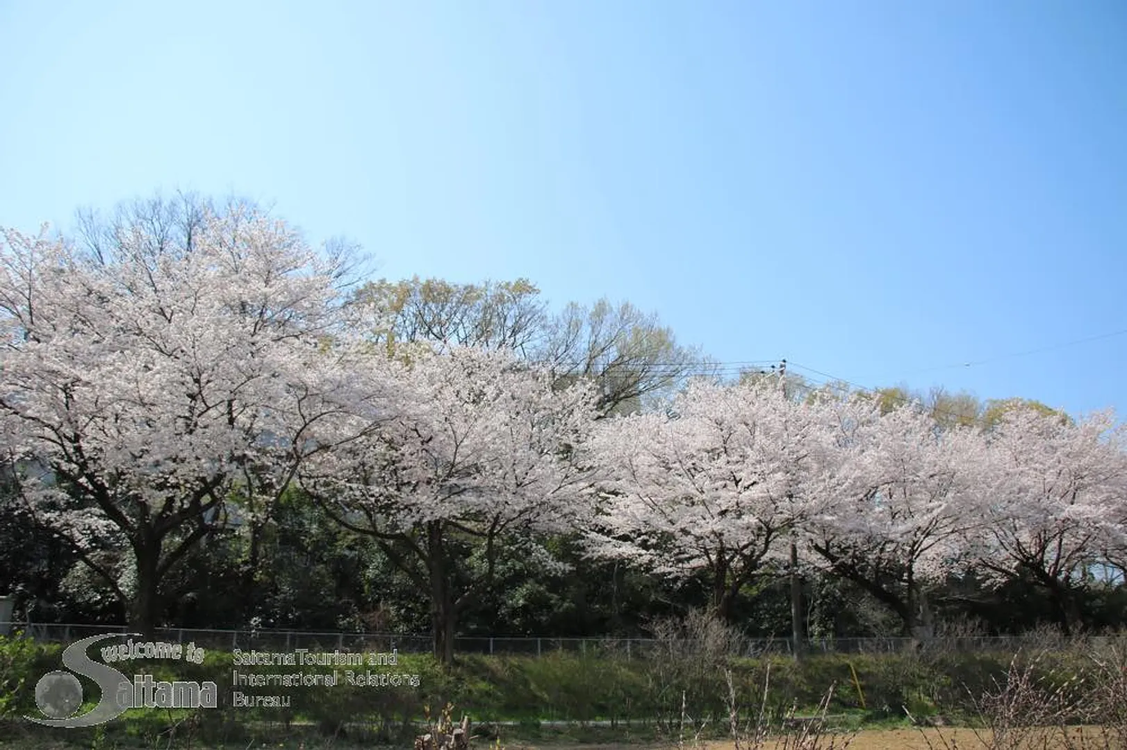 見沼田んぼ桜回廊