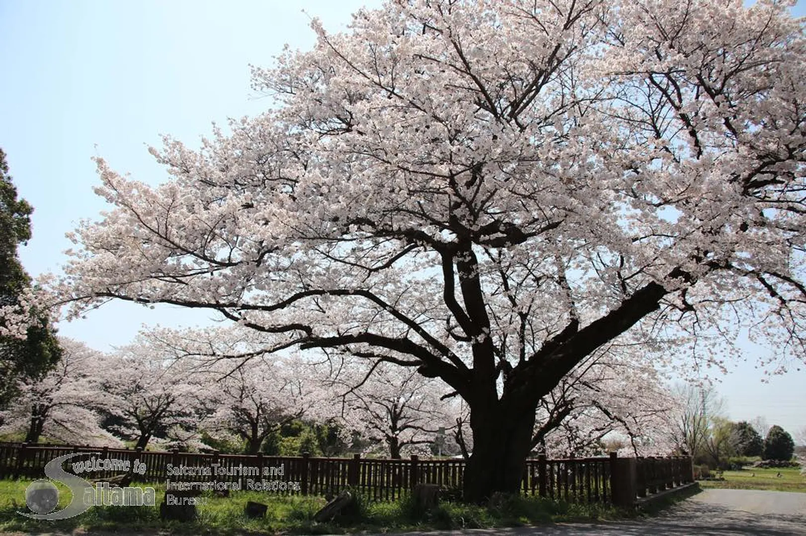 見沼田んぼ桜回廊