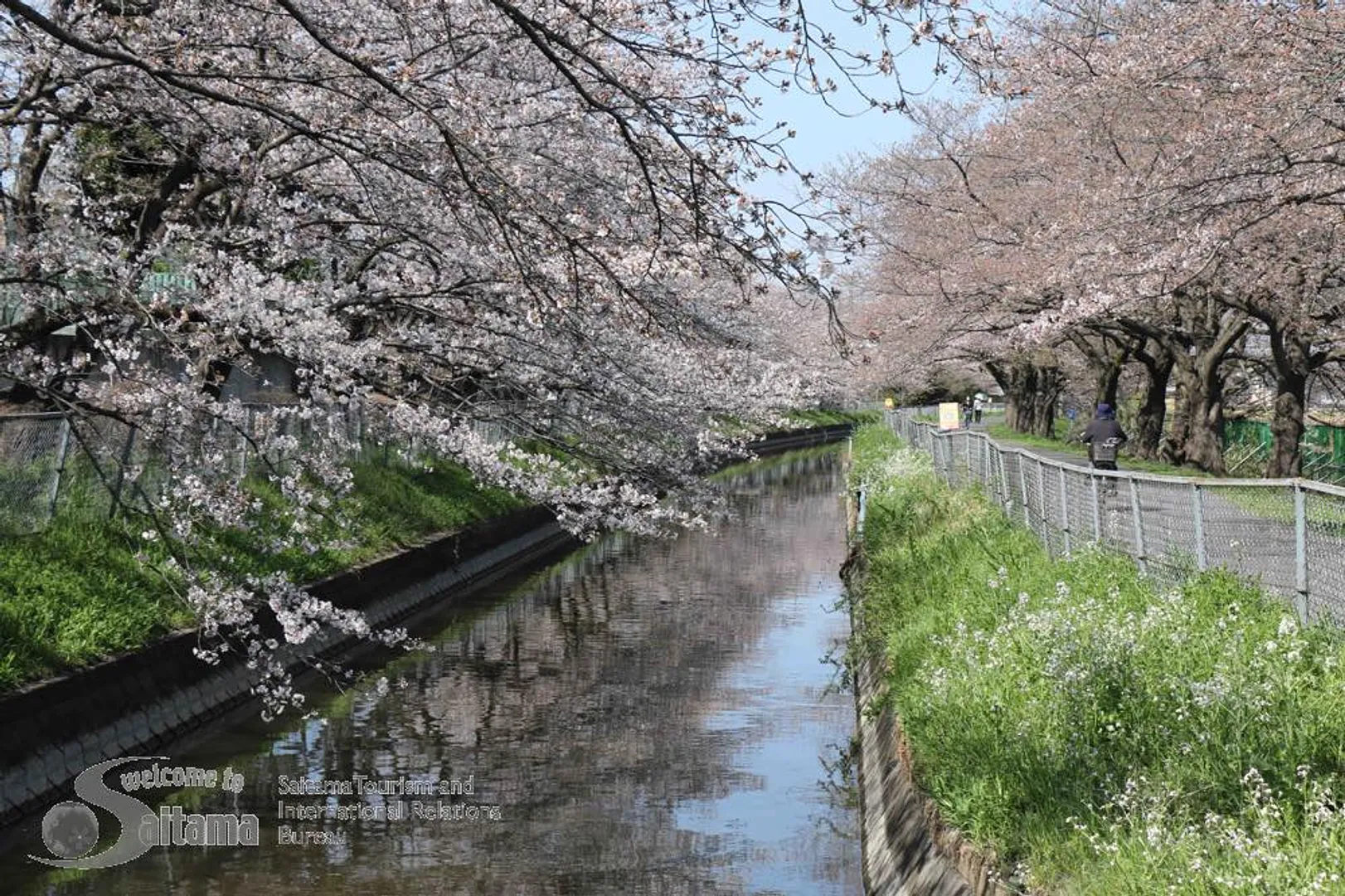 見沼田んぼ桜回廊