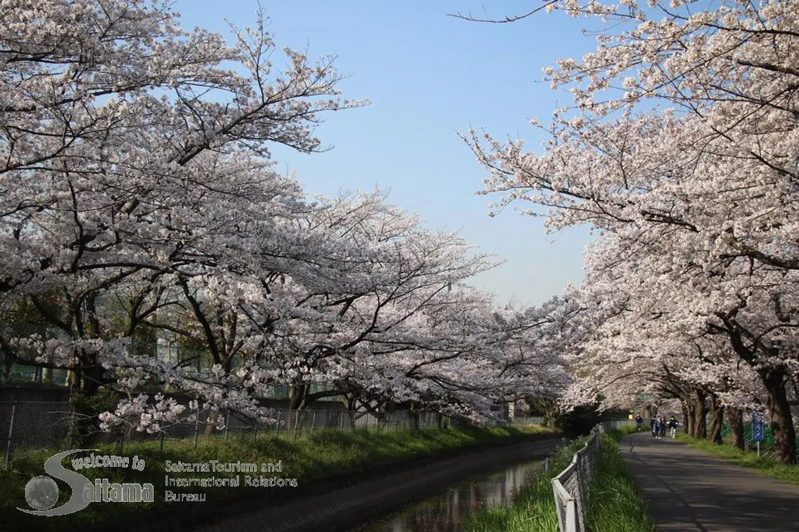 見沼田んぼ桜回廊