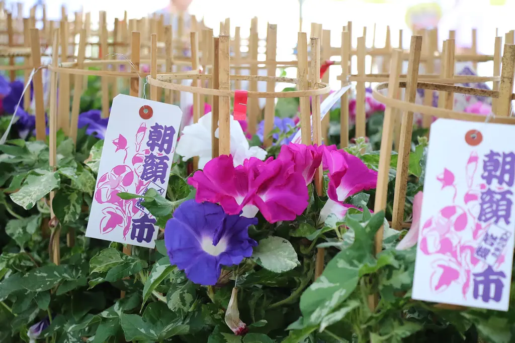 第30回人形のまち岩槻 朝顔市