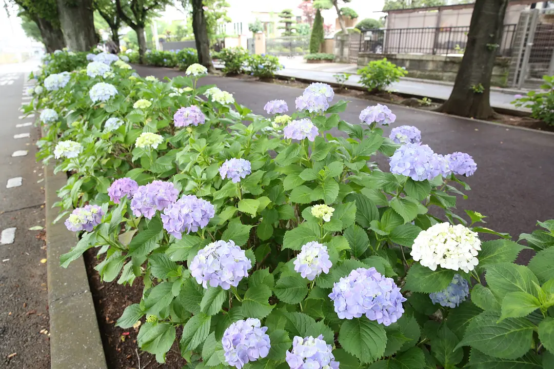 花と緑の散歩道1