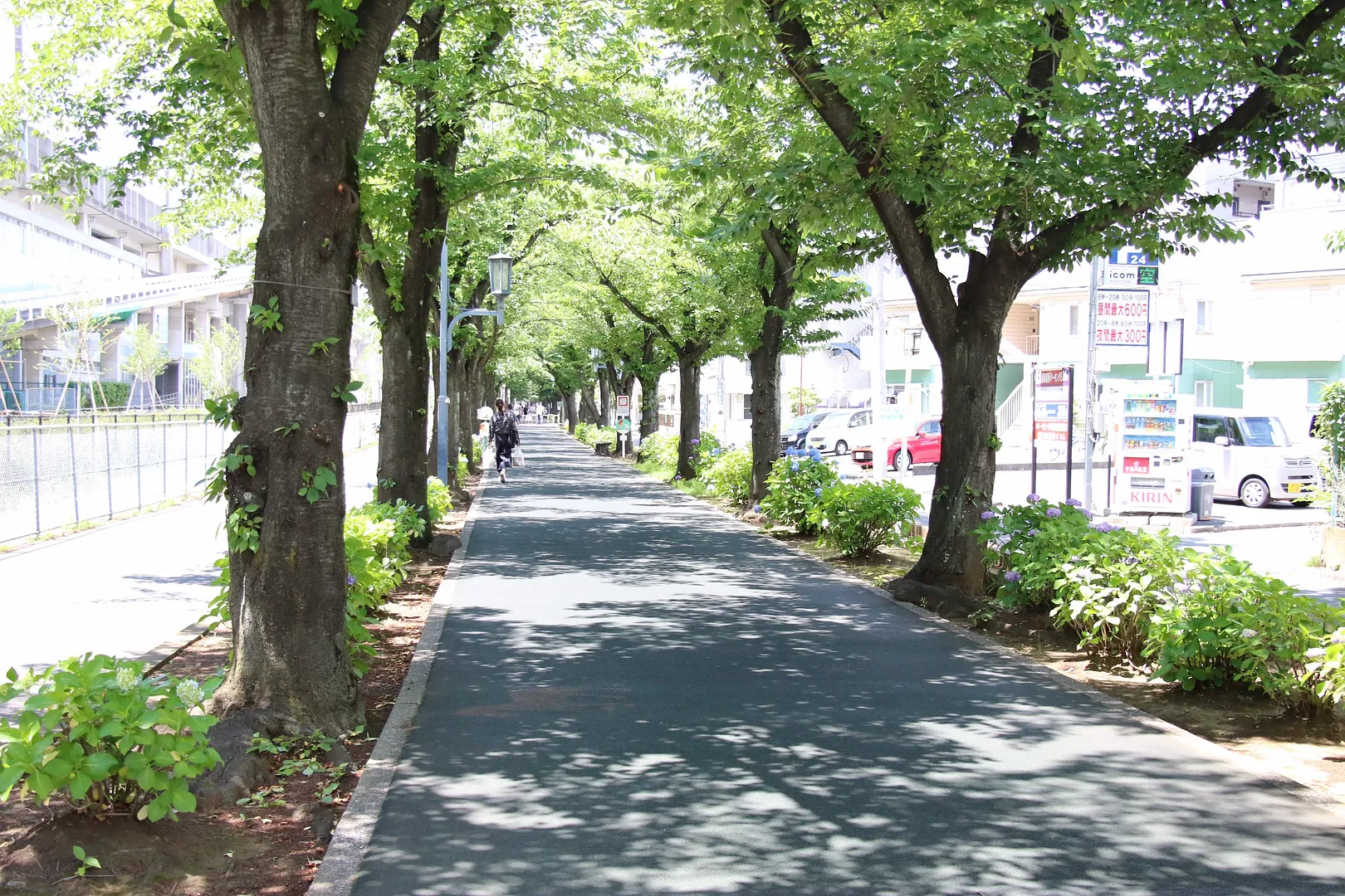 花と緑の散歩道5