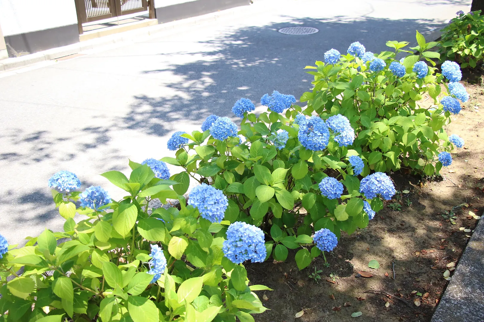 花と緑の散歩道6