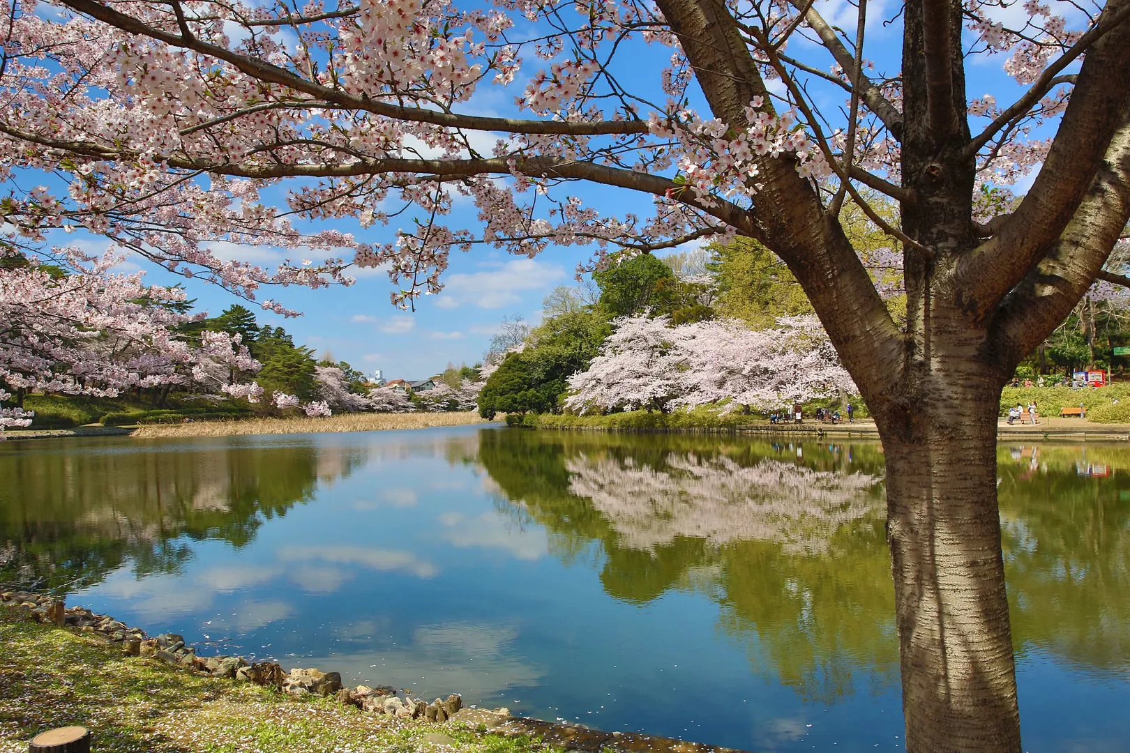 大宮公園2