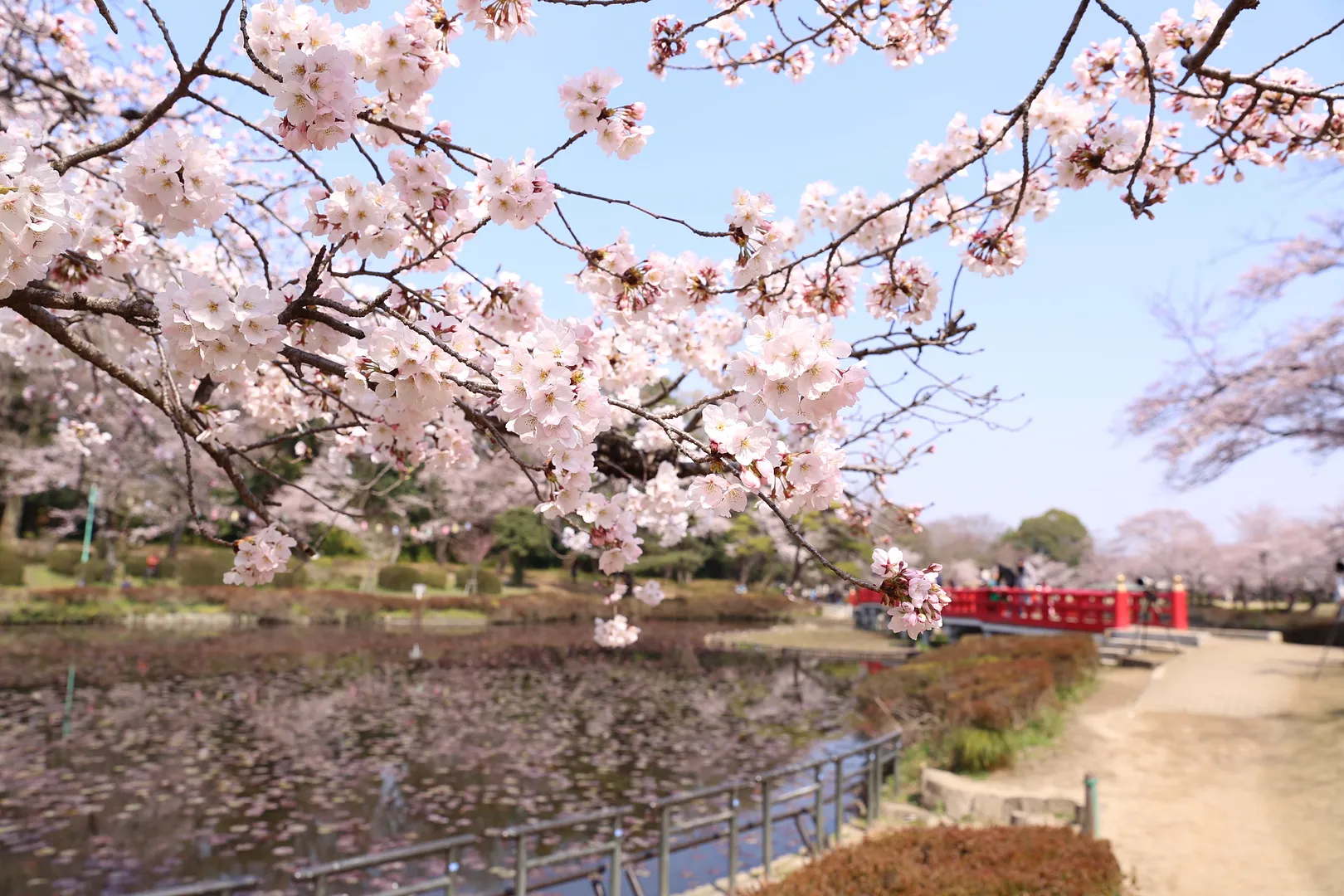 岩槻城址公園2