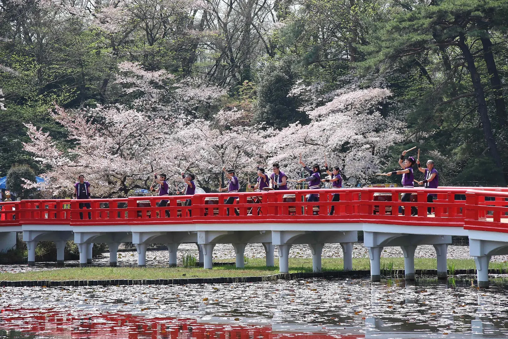 岩槻城址公園桜まつり2.jpg