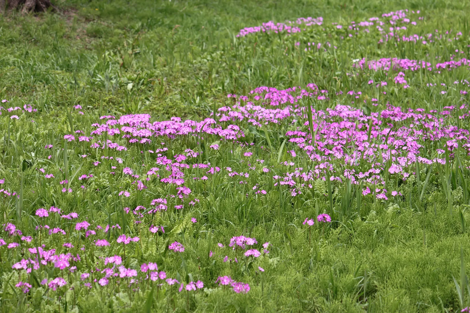 田島ケ原のサクラソウ3