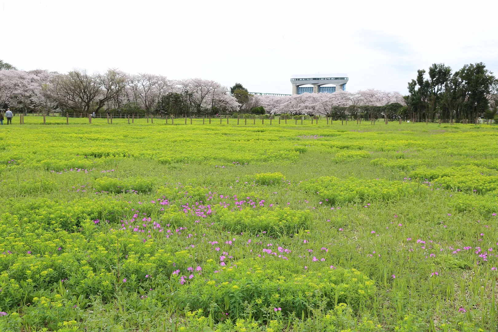 田島ケ原のサクラソウ4