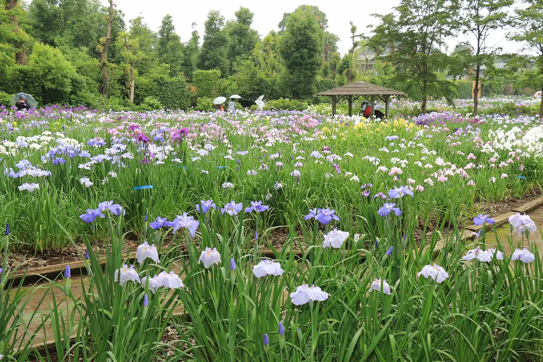 染谷花しょうぶ園1