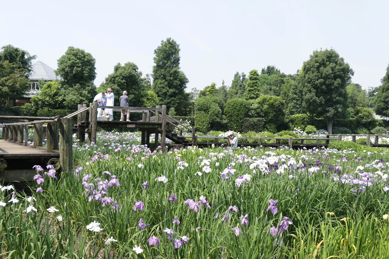 染谷花しょうぶ園2