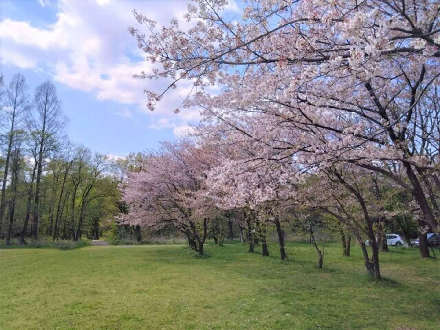 【桜・見ごろ】秋ヶ瀬公園