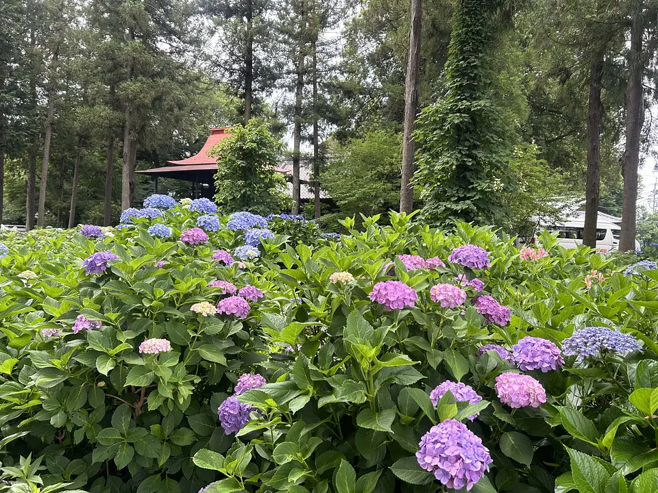 指扇氷川神社のアジサイ