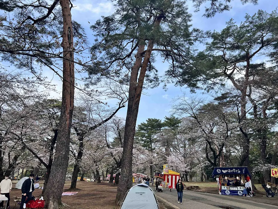 桜1