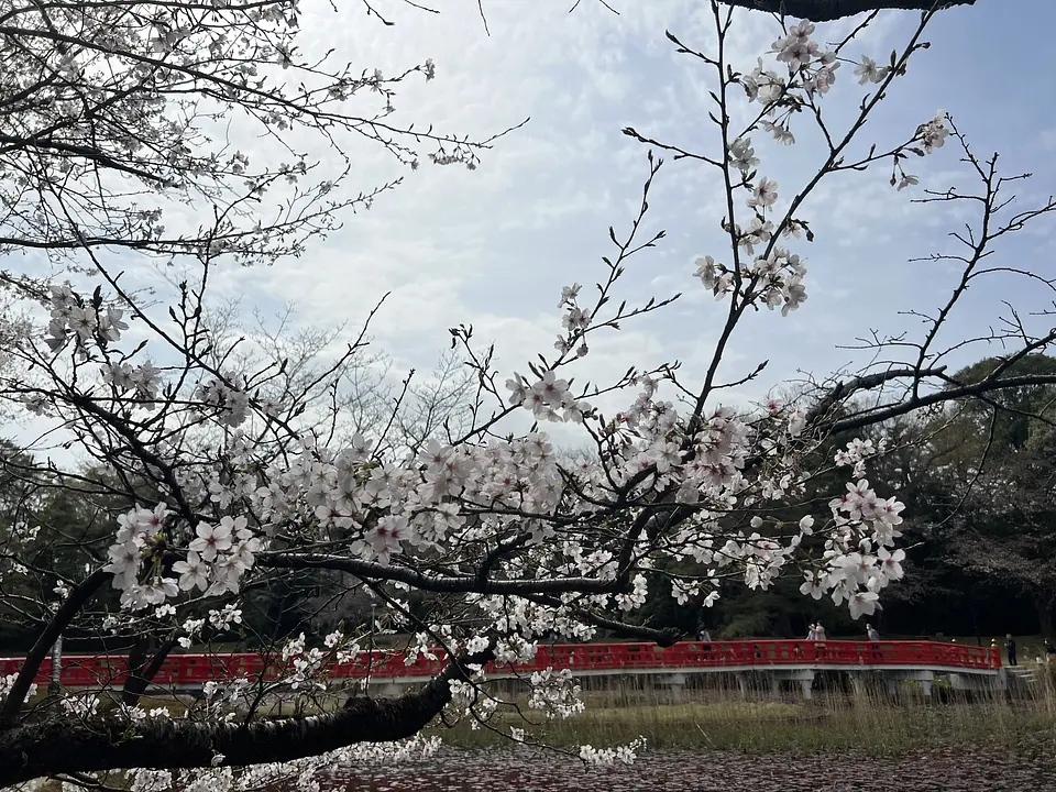 桜2