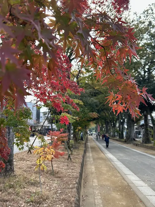 氷川参道の紅葉