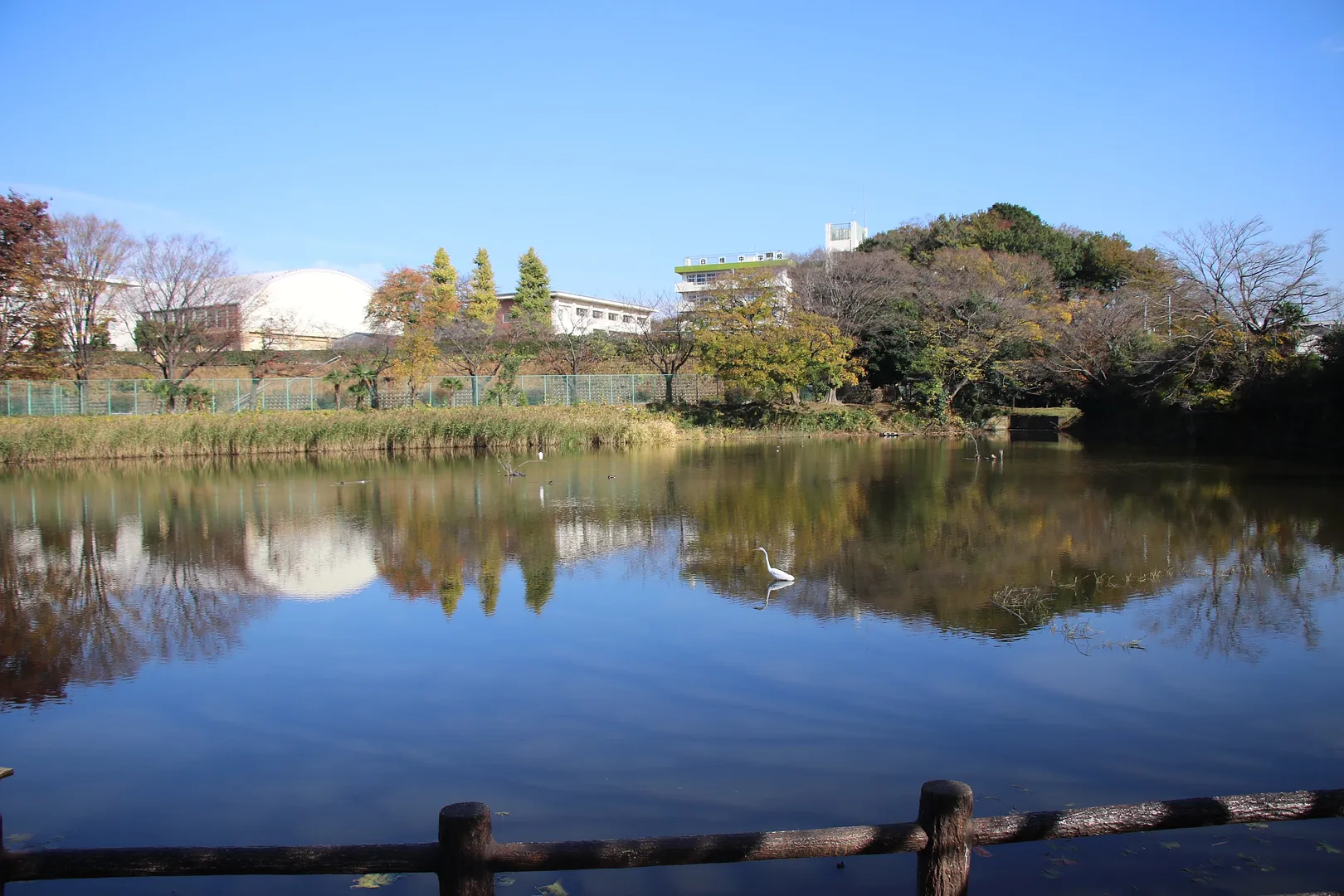 白幡沼1