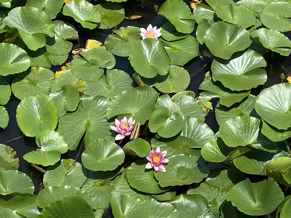 睡蓮1