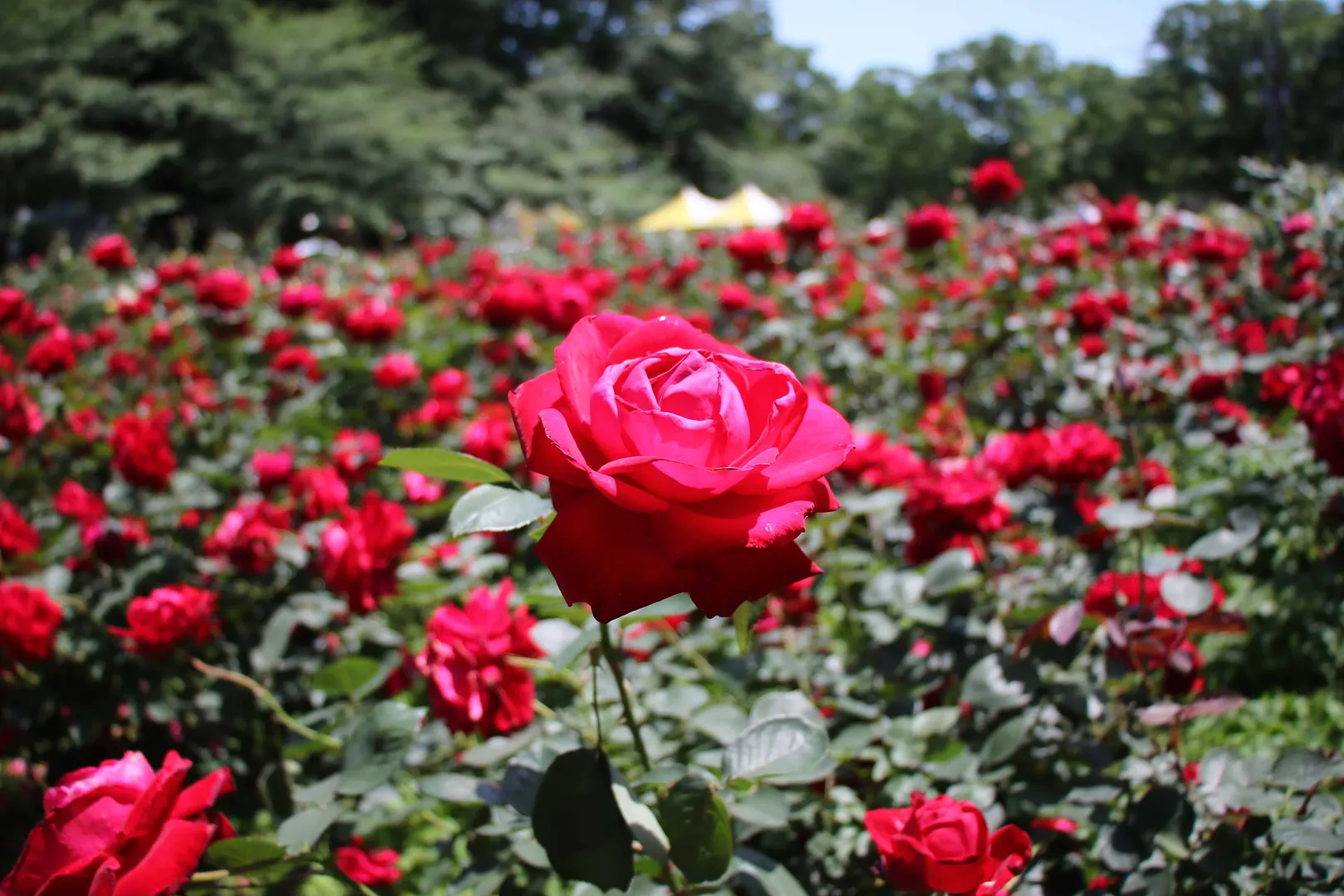 与野公園_ばら