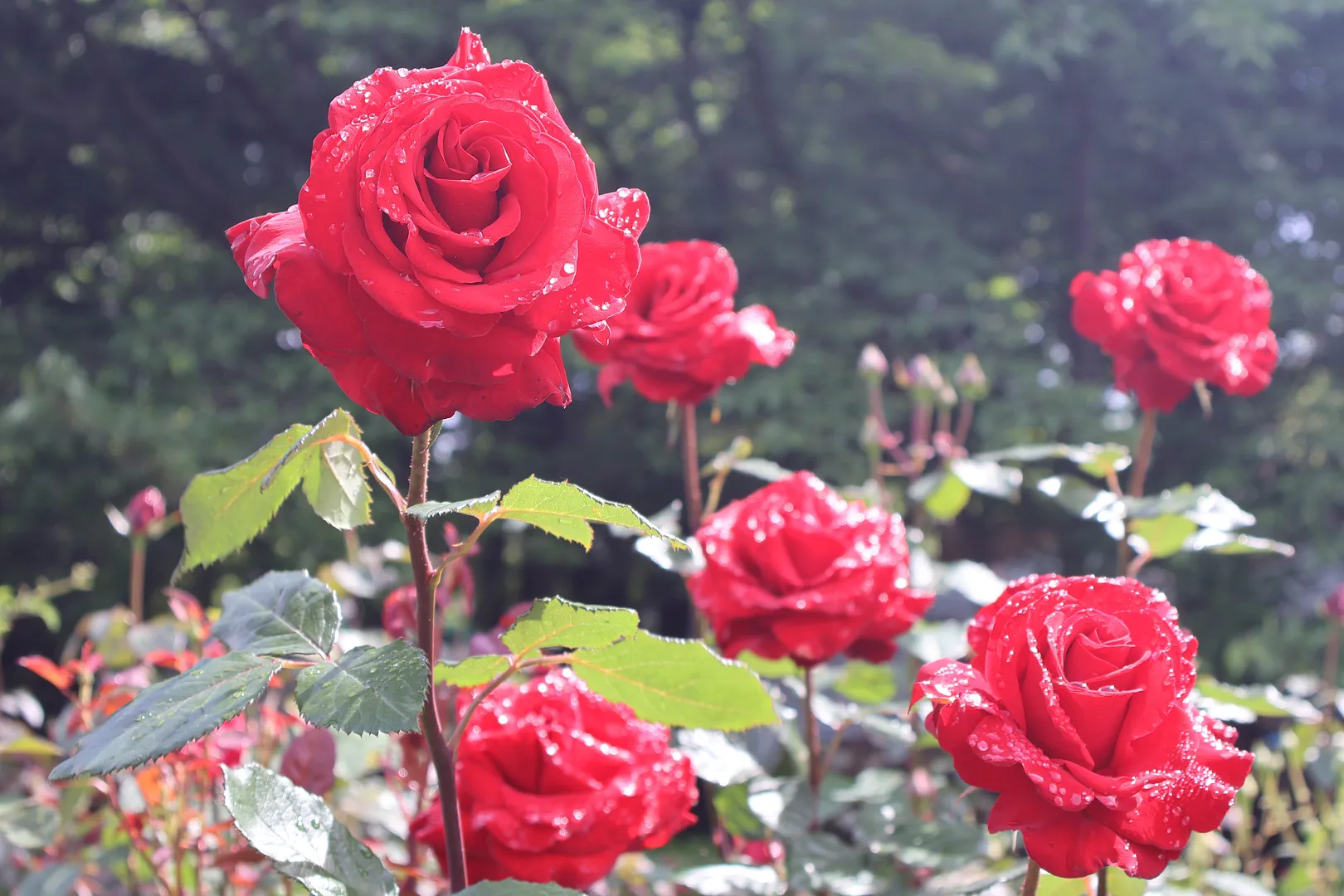 与野公園6