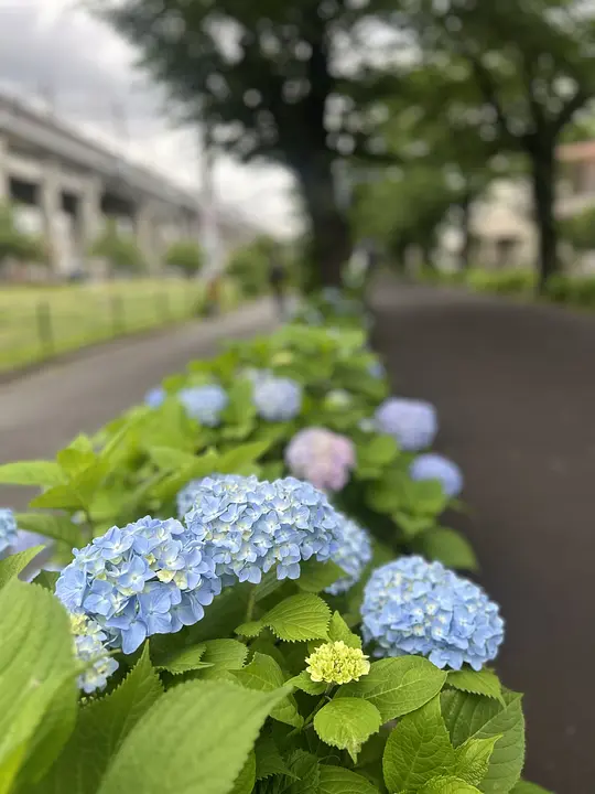 アジサイ1