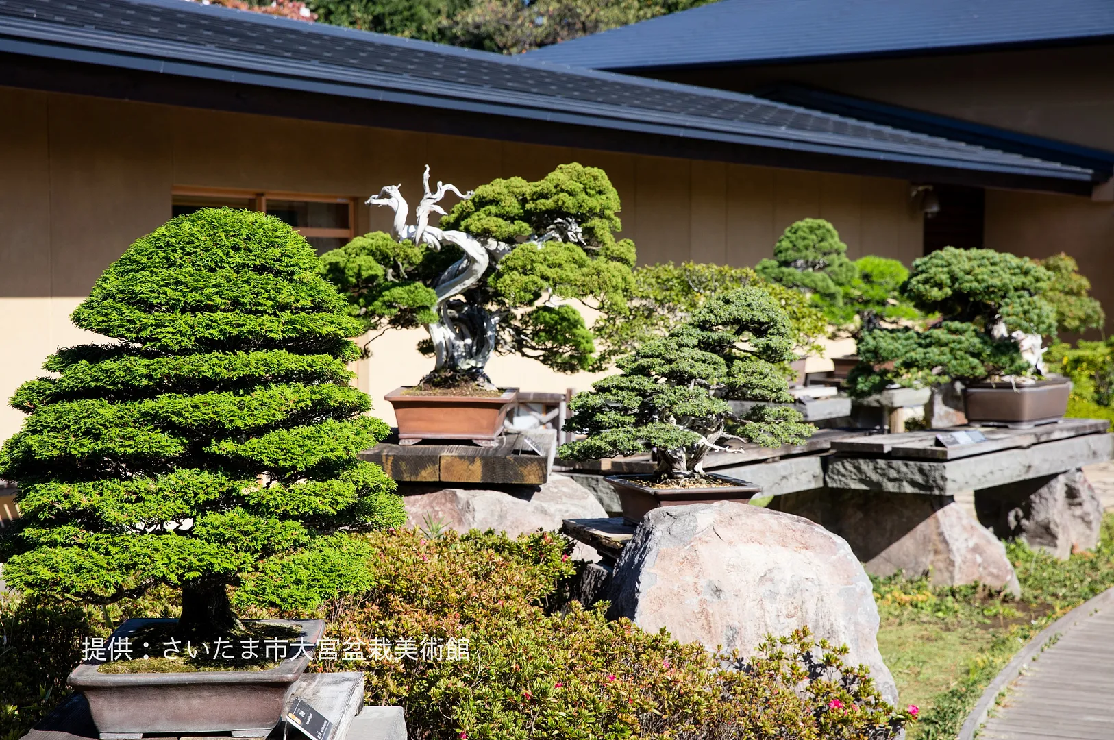 omiyabonsaiartmuseum_2_1.jpeg