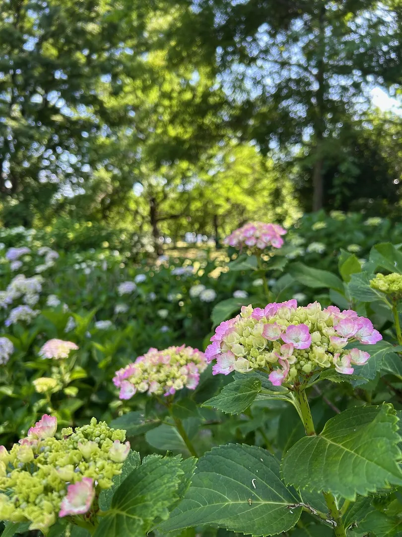 大宮第二公園のアジサイ