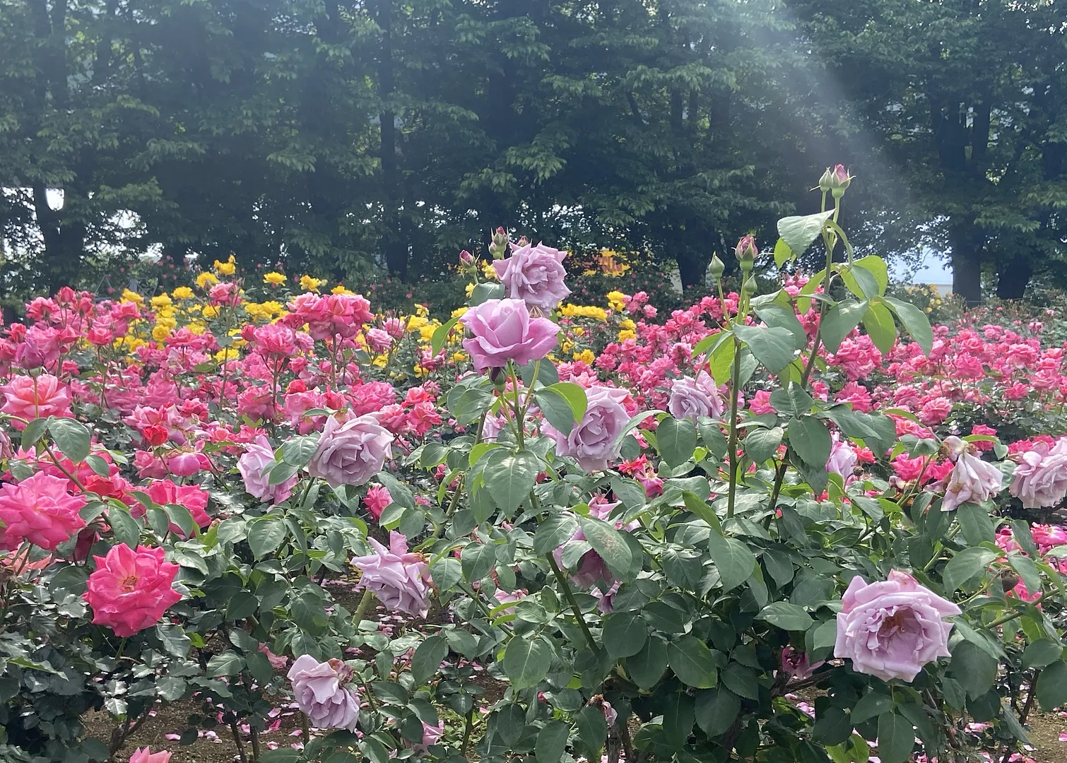 与野公園のばら