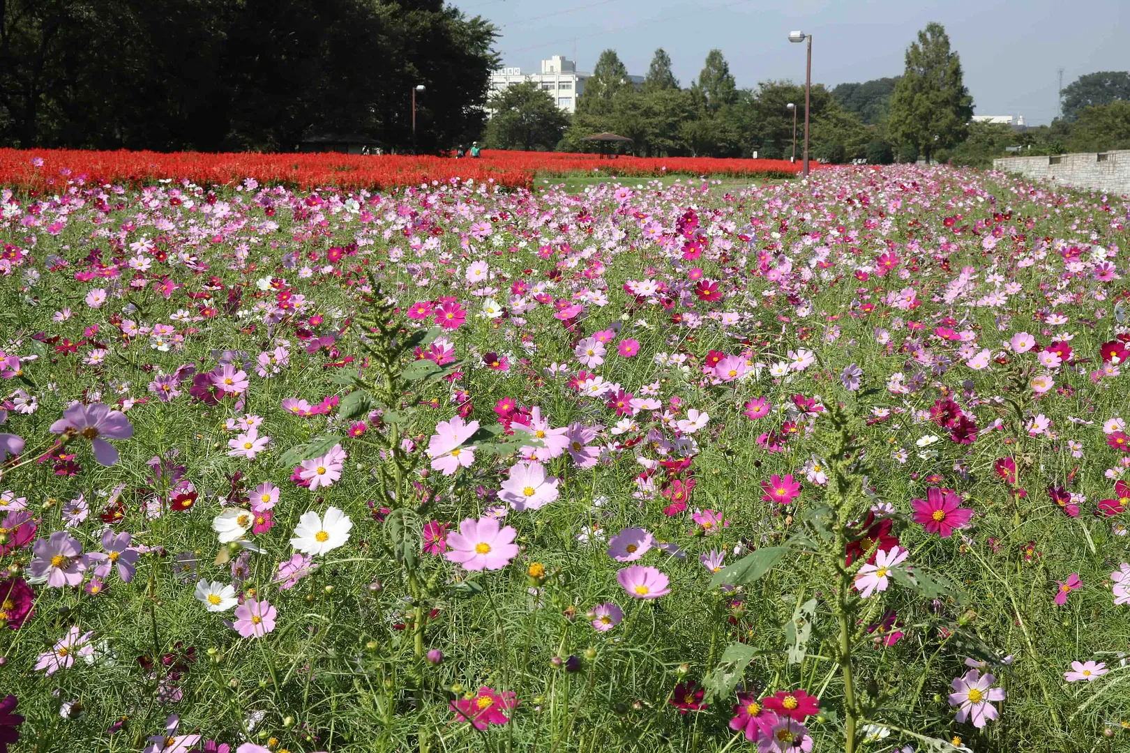 大宮花の丘農林公苑のコスモス