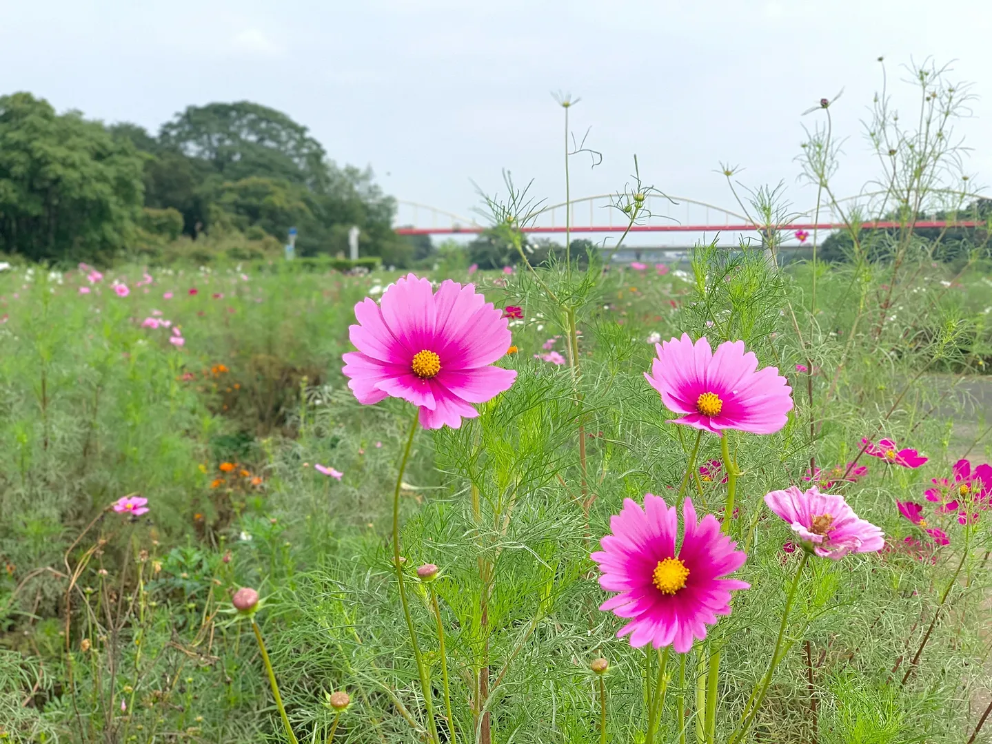 安比奈親水公園