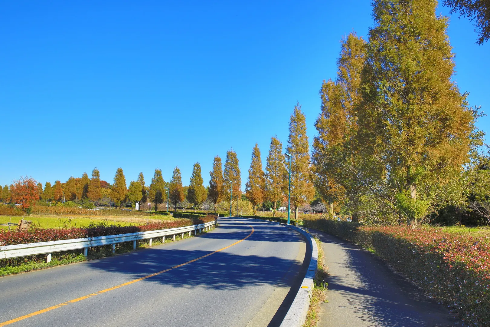 緑区のメタセコイア並木