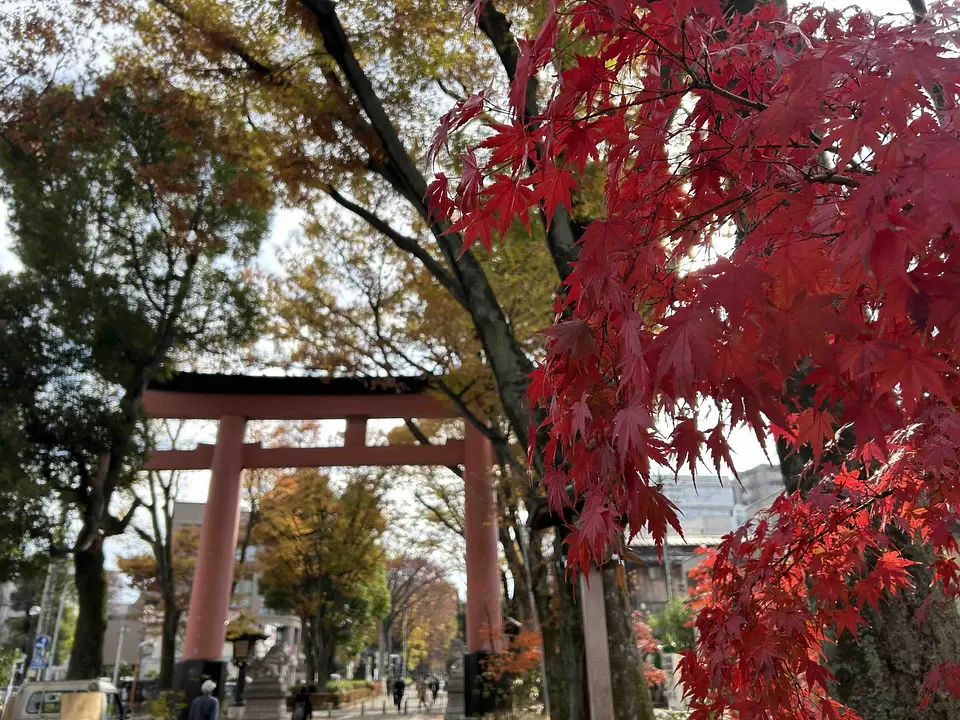 氷川参道の紅葉
