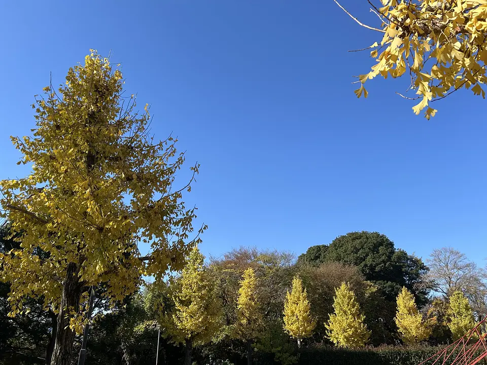 岩槻文化公園のイチョウ