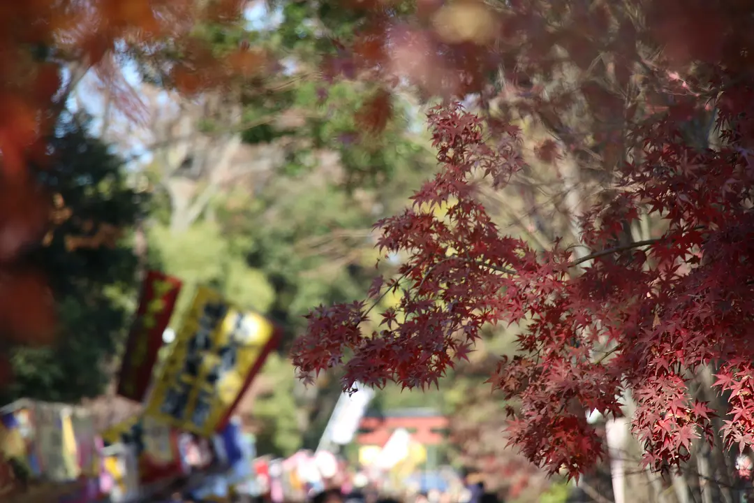 氷川参道の紅葉