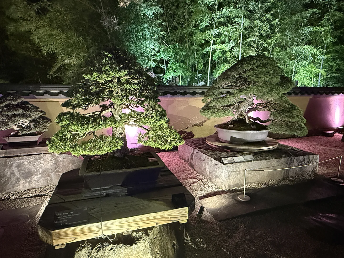 大宮盆栽美術館 夜間特別開館ライトアップ BONSAI CANVASの様子