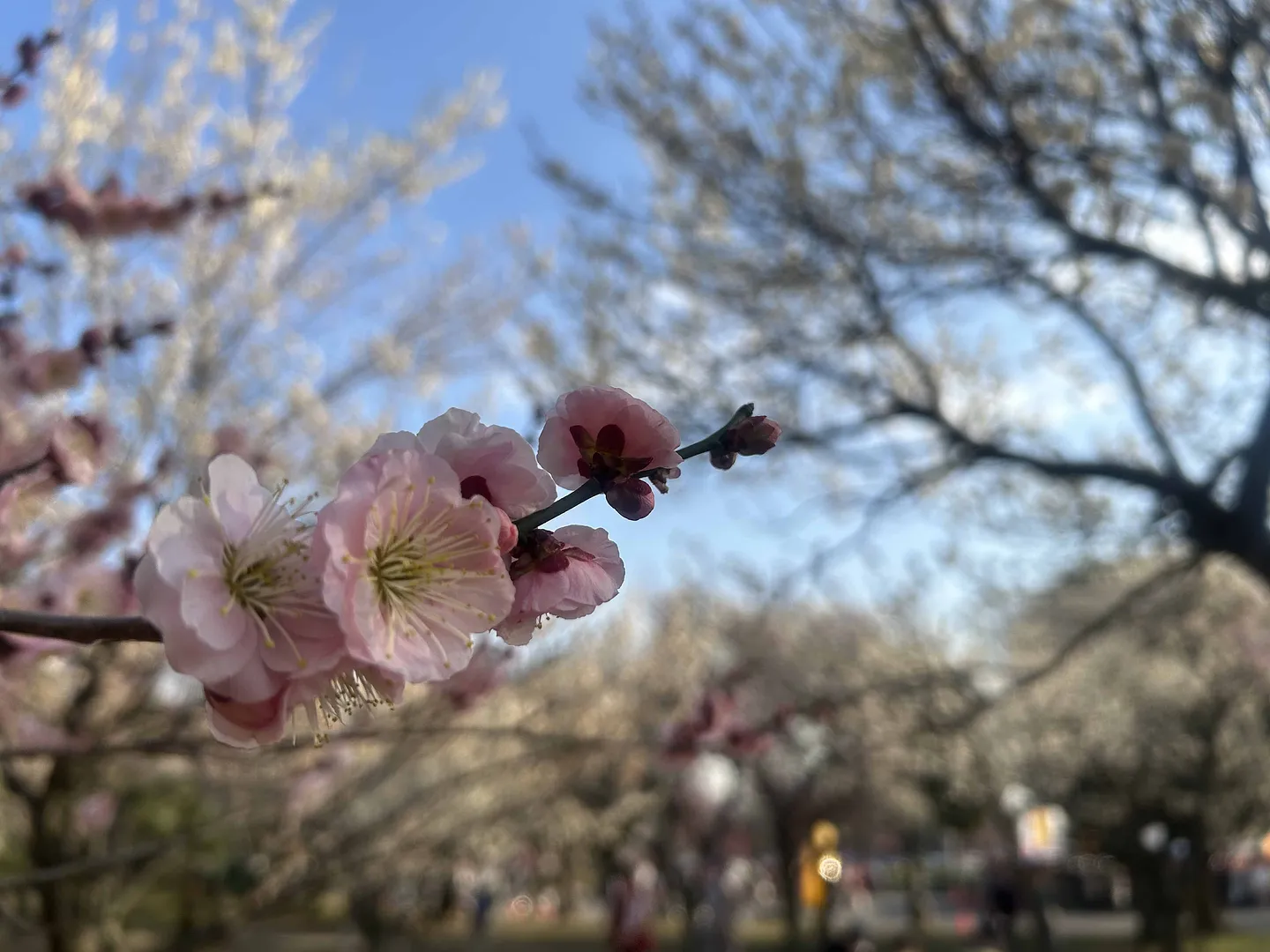 過去の大宮第二公園の梅の開花の様子