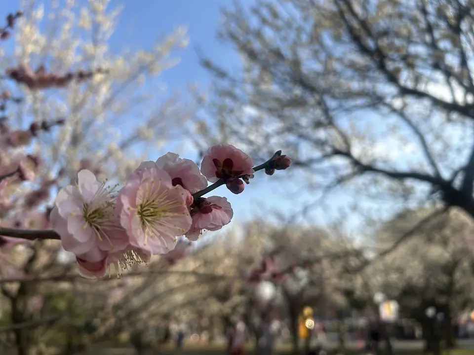 過去の大宮第二公園の梅の開花の様子