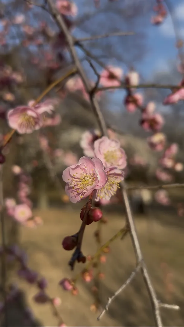 大宮第二公園の梅