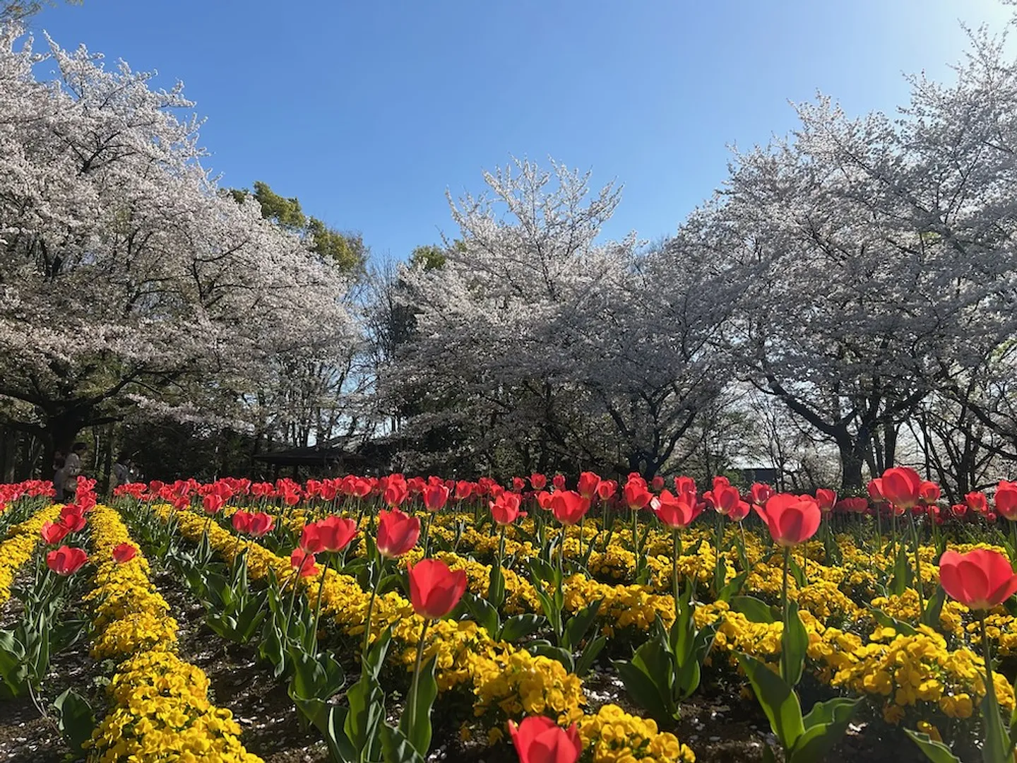 春の大宮花の丘農林公苑