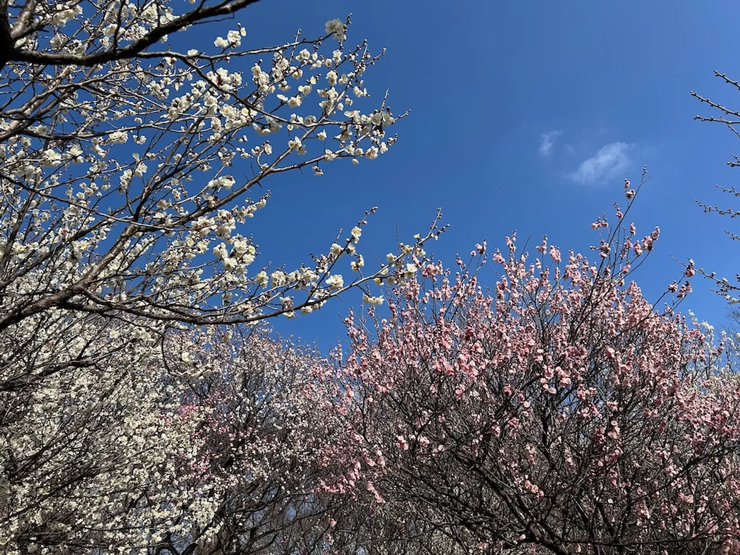 大宮第二公園の梅