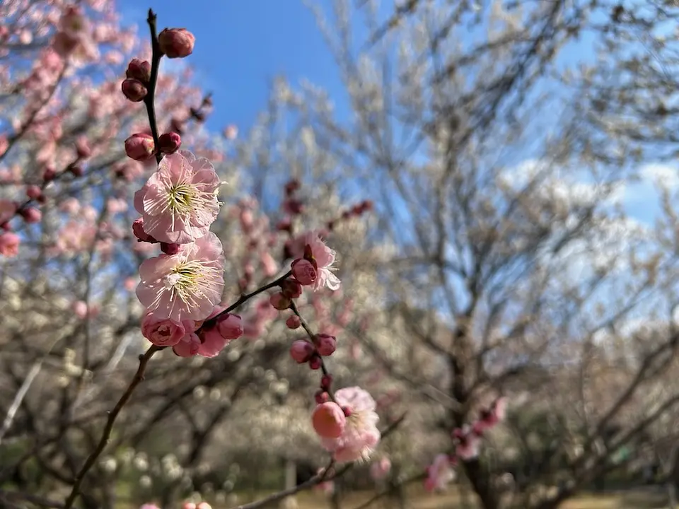 大宮第二公園の梅