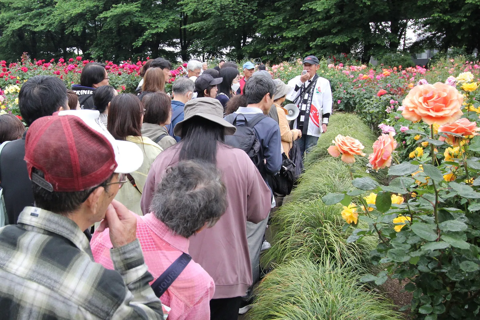 ばらまつり4_2025