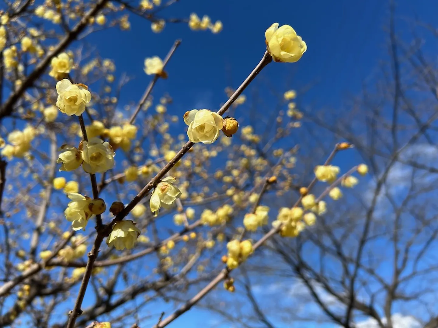 大宮花の丘農林公苑のロウバイ
